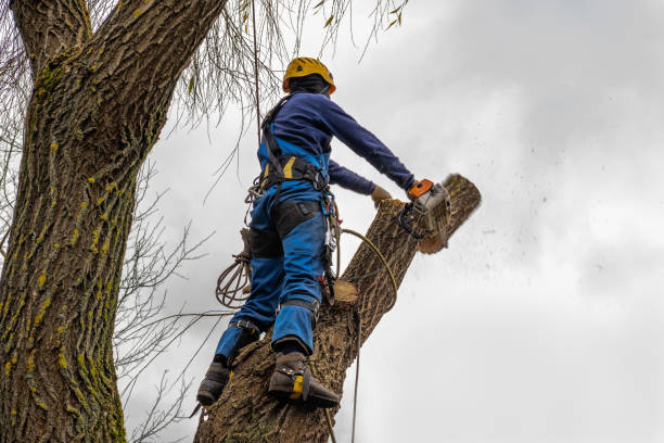 Best Tree Mulching Services  in Moose Lake, MN